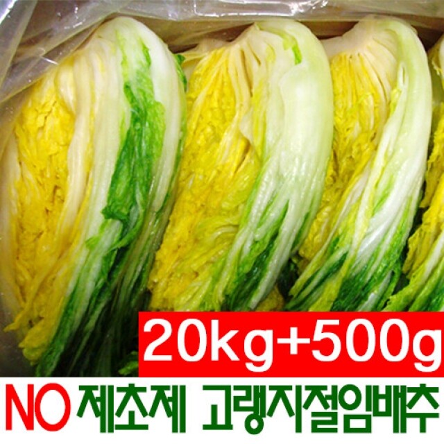 횡성몰,NO제초제 강원도 고랭지 노랑꿀절임배추(20kg 가격에 20kg+500g 더드림) event!!